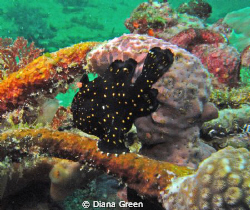 Frogfish (Juvenile).  Taken at Puerto Galera, Philippines... by Diana Green 